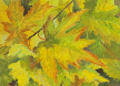 kendra-burton-art-yellow-green-maple-leaves-lg